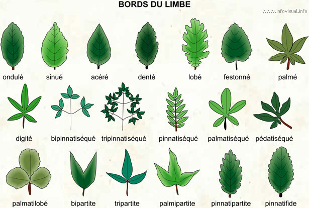 Bords du limbe (Dictionnaire Visuel)